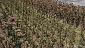 Sunflower Texture for Farming Simulator 2019