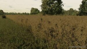 FS22 Textures Mod: Rapeseed Texture (Featured)