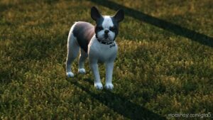 GTA 5 Player Mod: French Bulldog Addon/Replace (Image #4)