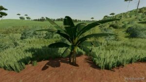 Banana Tree for Farming Simulator 22