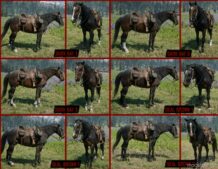 RDR2 Mod: Realistic Cowboy Horses (Image #6)