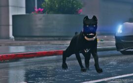 GTA 5 Player Mod: Cane Corso 4K Replace (Image #4)