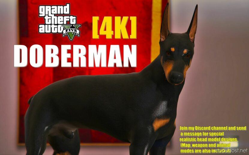 GTA 5 Player Mod: Doberman 4K (Replace) (Featured)