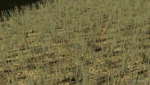 FS22 Textures Mod: Chopped Rapeseed (Image #2)