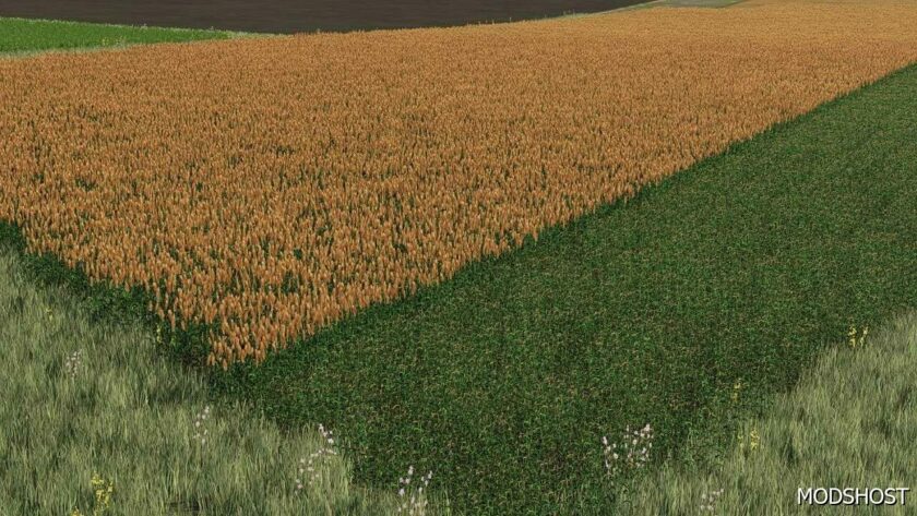 FS22 NEW Sorghum Texture Ready for Harvest mod